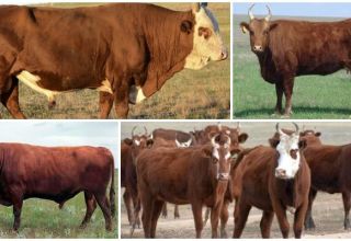 Causas y signos de reticulitis traumática en ganado, tratamiento y prevención.