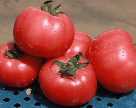 Pomidorų veislės „Esmira“ aprašymas, jos savybės ir derlius
