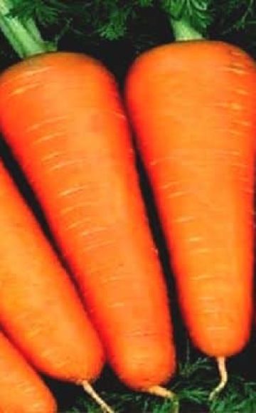 ลักษณะและรายละเอียดของพันธุ์แครอท Abaco ผลผลิต