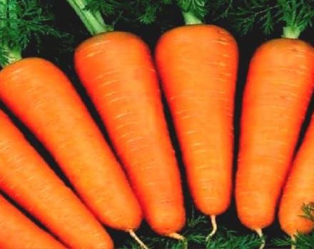 Eigenschaften und Beschreibung der Abaco-Karottensorte, Ertrag