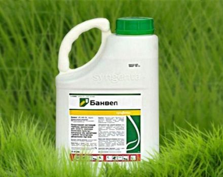 Instrucciones de uso y principio de funcionamiento del herbicida Banvel, tasas de consumo.