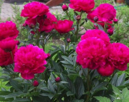 Description of 18 popular varieties of milk-flowered peony, planting and care