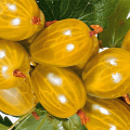 Description and characteristics of the Amber gooseberry variety, cultivation and reproduction
