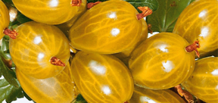 Περιγραφή και χαρακτηριστικά της ποικιλίας Amber φραγκοστάφυλου, καλλιέργειας και αναπαραγωγής
