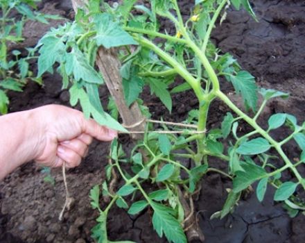 De bästa sätten att binda tomater ordentligt i växthuset och det öppna fältet