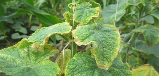 Hvorfor bliver kanterne af agurkblade gule, og hvad de skal gøre