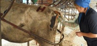 Техника и карактеристике ректалног прегледа краве на трудноћу