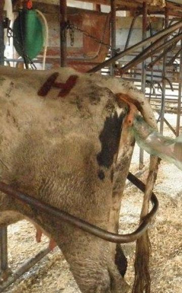 Grūtniecības govs taisnās zarnas izmeklēšanas paņēmiens un pazīmes