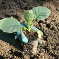 How to plant cabbage in open ground