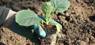 Hur man planterar kål i öppen mark