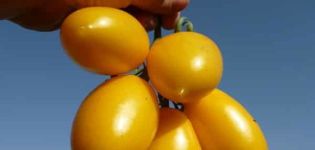 Beskrivning av variationen av tomat Golden Brush, funktioner för odling och vård