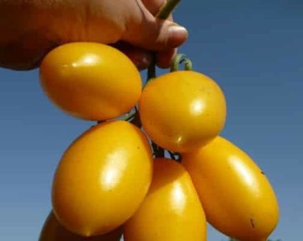 Beschrijving van de variëteit van tomaat Golden Brush, kenmerken van teelt en verzorging