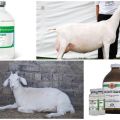 Instructies voor gebruik en dosering van oxytocine, wanneer een geit en analogen te geven