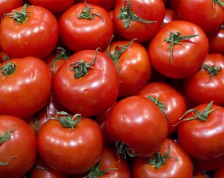 Egenskaber og beskrivelse af Torbay-tomatsorten, dens udbytte