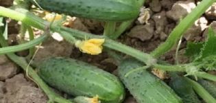 Description of the cucumber variety Three tankers, its characteristics and yield