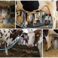 Schema van een melkmachine voor koeien en het werkingsprincipe thuis