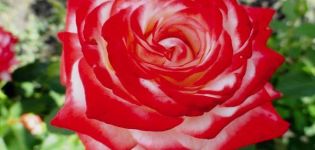 Beskrivning av de bästa sorterna av hybridda rosor, plantering och skötsel i det öppna fältet