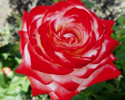 Περιγραφή των καλύτερων ποικιλιών υβριδικών τριαντάφυλλων τσαγιού, φύτευσης και φροντίδας στον ανοιχτό χώρο