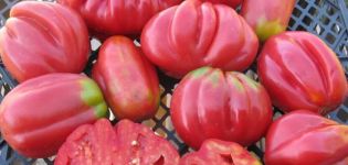 Charakteristiky a opis odrody paradajok Ružová figa, jej úroda