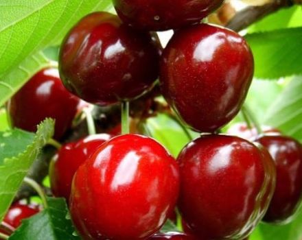 Paglalarawan at mga katangian ng mga cherry varieties Izobilnaya, pakinabang at kawalan, paglilinang