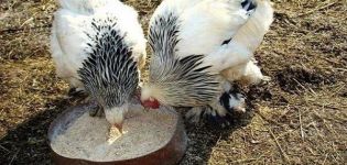 Најбољи начин храњења пилића зими и прављење нормалне прехране код куће