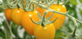 Opis odrody paradajok Zlatá dážď žltá