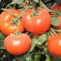Beskrivning av tomatsorten Axiom f1, dess fördelar och odling