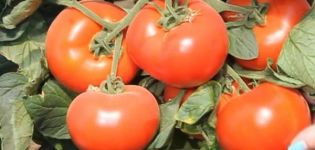 Descripción de la variedad de tomate Axiom f1, sus ventajas y cultivo.