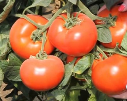 Beskrivning av tomatsorten Axiom f1, dess fördelar och odling