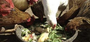 Ist es möglich, Hühnern rote Rüben und Fütterungsregeln zu geben?