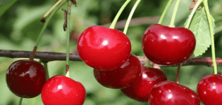 Beskrivelse og karakteristika for udbyttet af kirsebærsorten Zhivitsa og dyrkningsfunktioner