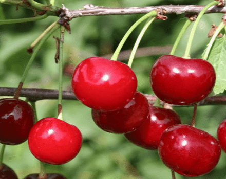 Descrizione e caratteristiche della resa della varietà di ciliegia Zhivitsa e caratteristiche di coltivazione