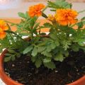 Is it possible to grow marigolds at home and rules for caring for a potted plant in winter