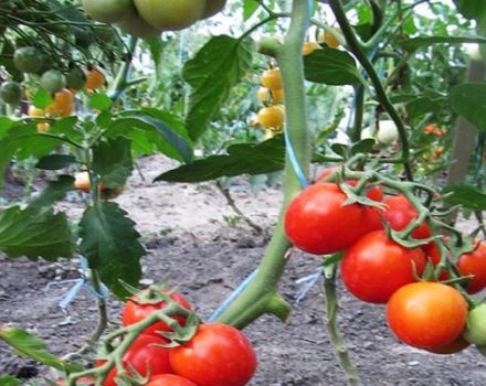 Description de la variété de tomate Sucre, son rendement et sa culture