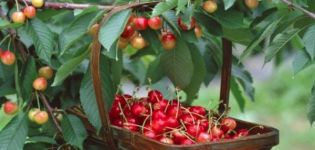 Beskrivning och egenskaper hos de söta körsbärsorterna Julia, pollinerare, plantering och skötsel