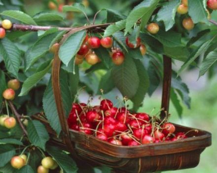Descripción y características de las variedades de cereza dulce Julia, polinizadores, plantación y cuidado.