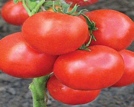 Beskrivning av tomatsorten Lord of the Steppes och dess egenskaper