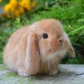 Mantenimiento y cuidado de un conejo decorativo en casa para principiantes.