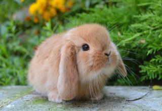 Underhåll och skötsel av en dekorativ kanin hemma för nybörjare