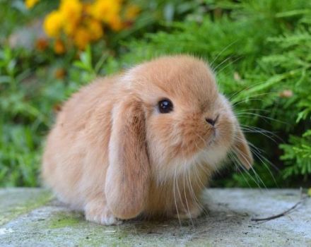 Manutenzione e cura di un coniglio decorativo a casa per principianti