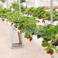 Wie man ein Bett für den horizontalen Anbau von Erdbeeren in PVC-Rohren macht