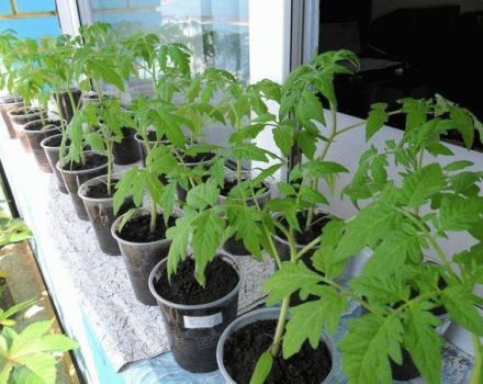 De bästa dagarna för att plantera tomatplantor enligt månkalendern 2020