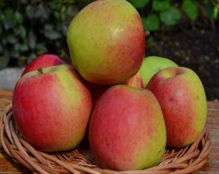 Опис сорте јабука Сцала, главне карактеристике и критике баштована