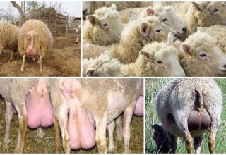 Avių mastito tipai ir simptomai, gydymas namuose ir prevencija
