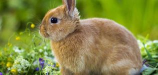 Descripción y naturaleza de los conejos enanos de colores, contenido.