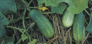 Description of cucumbers varieties Lukhovitskie, characteristics and cultivation