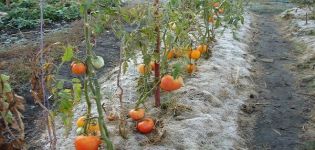 Pomidorų auginimo Sibire taisyklės ir geriausios veislės atšiaurioms sąlygoms