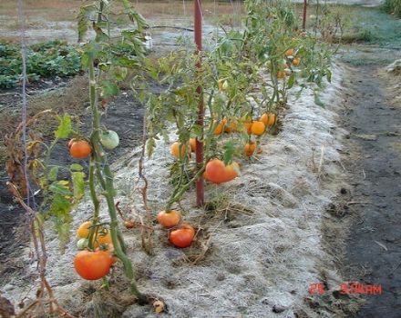 Regels voor het telen van tomaten in Siberië en de beste rassen voor barre omstandigheden