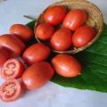 Beschrijving van de tomatensoort Salute, kenmerken van teelt en verzorging
