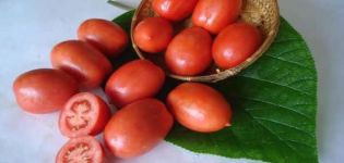 Beskrivning av tomatsorten Salut, funktioner för odling och vård